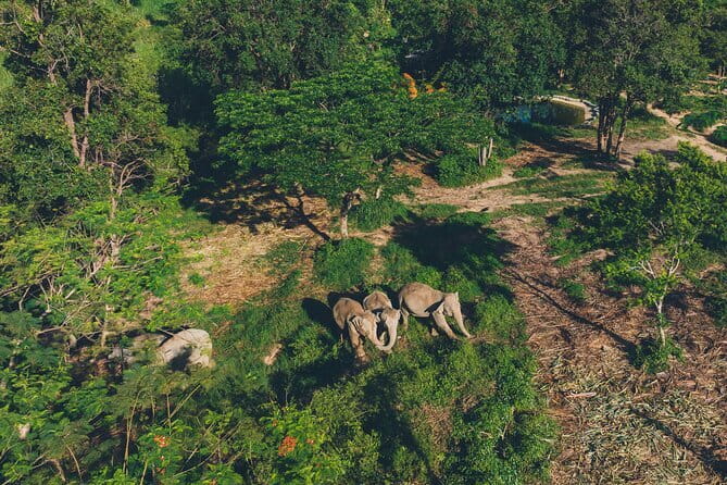 Samui Elephant Kingdom Ethical Sanctuary and Skywalk Tour - Key things that make this tour worth your time