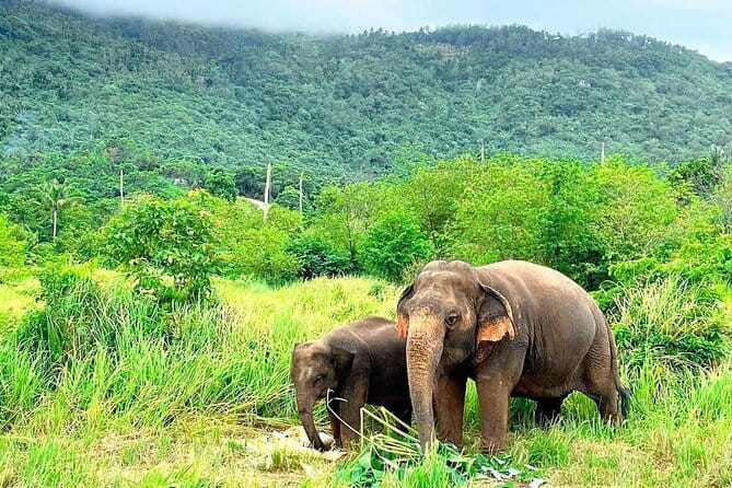 Samui Elephant Kingdom Ethical Sanctuary and Skywalk Tour - The Skywalk portion: better views and less pressure on the elephants
