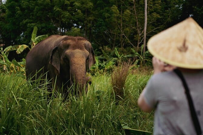 Samui Elephant Kingdom Ethical Sanctuary and Skywalk Tour - Price and value: what $97.79 buys you in real terms