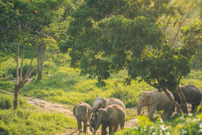 Samui Elephant Kingdom Ethical Sanctuary and Skywalk Tour - Inside the sanctuary: rescued elephants, rehabilitation, and why it matters