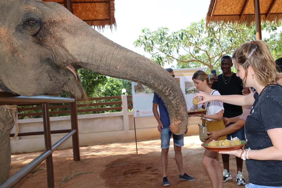 Samui: Elephant Nutrition and Care Education Experience - Enter Samui Elephant Home: Meet the Elephants Through Their Individual Stories