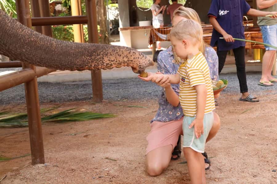 Samui: Elephant Nutrition and Care Education Experience - Getting There Smoothly: Hotel Pickup and How the Timing Works