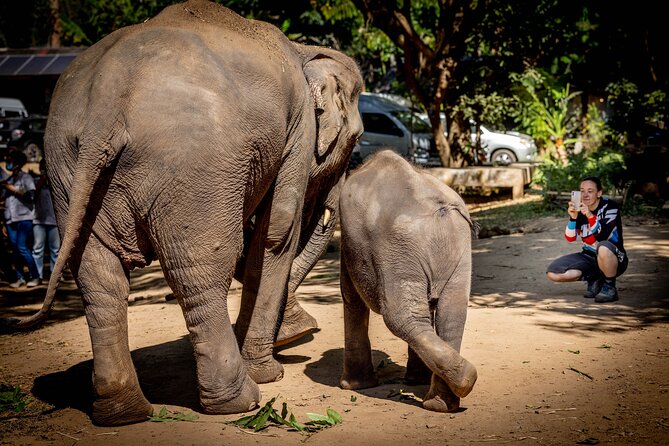 Scooter Adventure with elephants, views and FUN drive yourself - Driving yourself: scooter, helmet, and staying confident