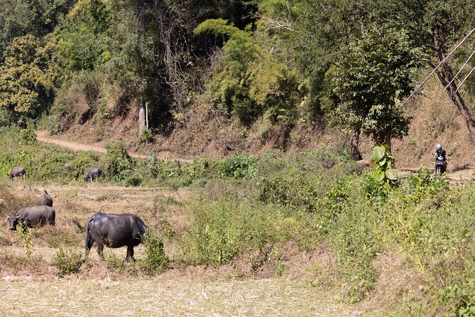 Scooter Adventure with elephants, views and FUN drive yourself - The full day route: viewpoints, caves, temple time, and off-roading