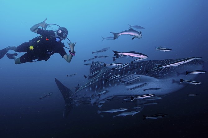 Scuba Dive in Koh Lanta, Thailand - Key Points Worth Packing Into Your Plan