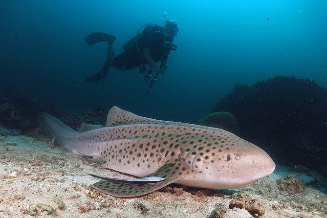 Scuba Dive in Koh Lanta, Thailand - How the Day Runs From 8:00 am Without Feeling Rushed