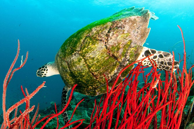 Scuba Diving Day Trip at Koh Chang – 2 Dives - Price and value: what $130.39 buys you, and what can cost extra