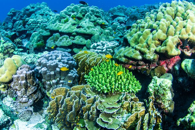 Scuba Diving Daytrip to Racha Yai - Sea Bees boat comfort: showers, shade, and a chef on hand
