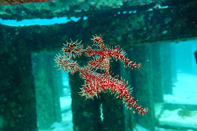 Scuba Diving Daytrip to Racha Yai - Two dives to Racha Yai, plus built-in recovery time