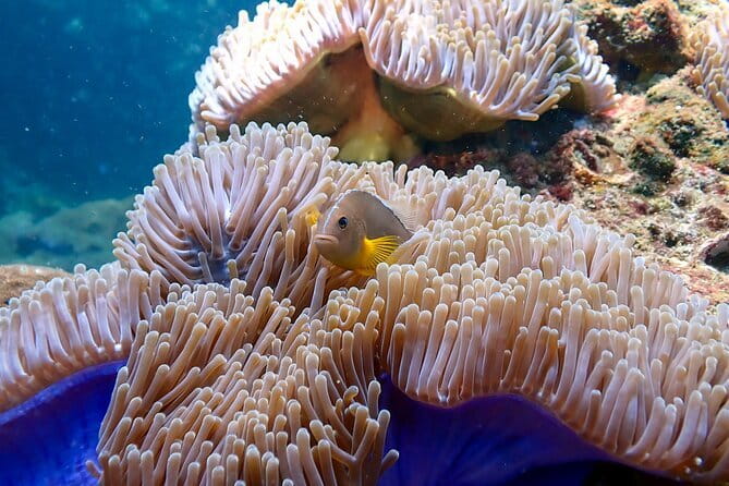 Scuba Diving for Certified Divers from Koh Yao Yai - Getting to Elixir Divers and What Happens Before You Splash In