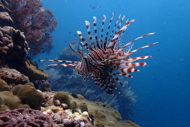 Scuba Diving for Certified Divers from Koh Yao Yai - The Boat Ride Comfort Matters More Than You Think