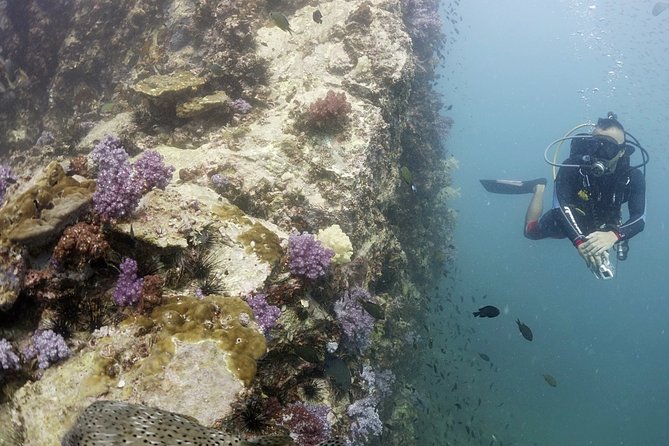 Scuba Diving in Phuket – Full-Day Trip (3 Dives, All Included) - Price and value: what $179.24 really covers