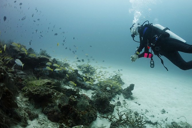 Scuba Diving in Phuket – Full-Day Trip (3 Dives, All Included) - Site 3: Phi Phi Islands, including the national-park fee