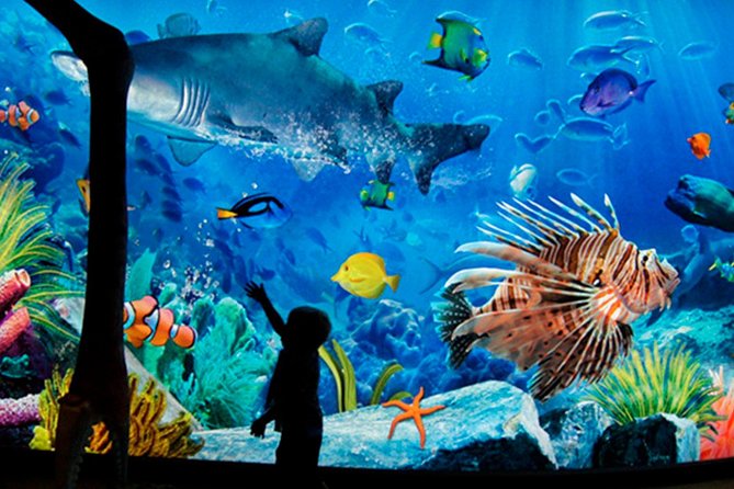 Sea Life Bangkok Ocean World Tickets - SEA LIFE Bangkok Ocean World, what you get for $44
