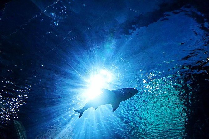 Sea Life Bangkok Ocean World Tickets - Touring a 7-zone aquarium without feeling lost