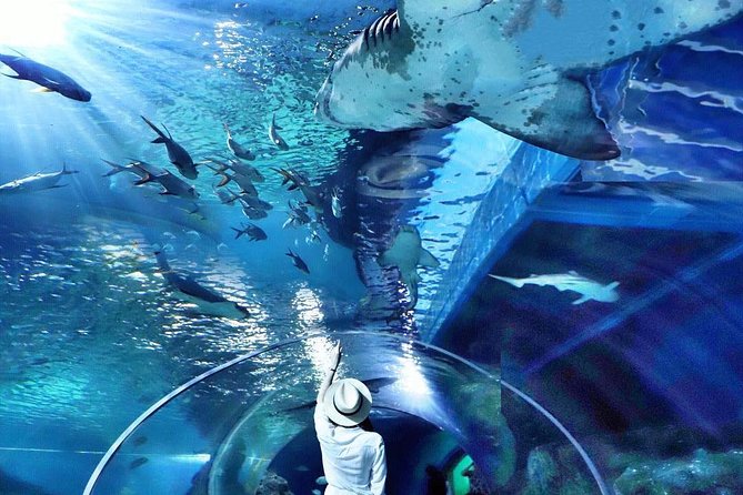 Sea Life Bangkok Ocean World Tickets - Should you book Sea Life Bangkok Ocean World tickets?