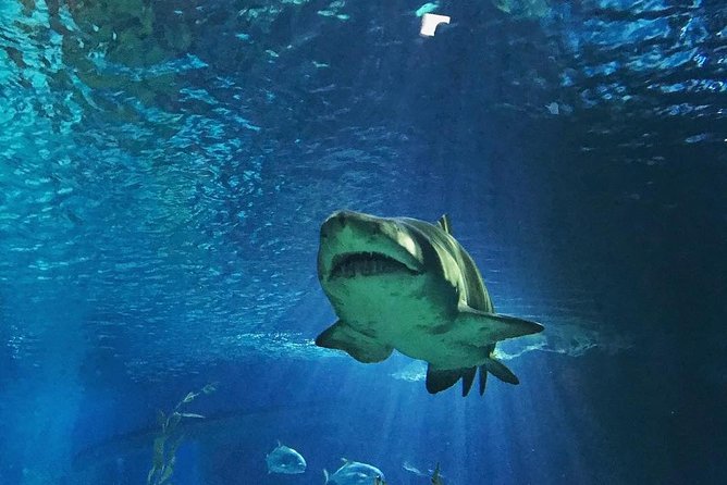 Sea Life Bangkok Ocean World Tickets - Madame Tussauds bonus ticket, how to fit it into your day