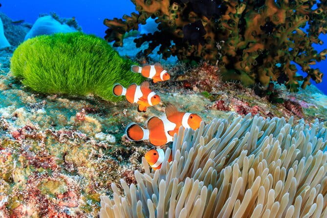 Similan Islands Full Day - Premium - Stop 5: Lunch at Ko Mu Similan National Park
