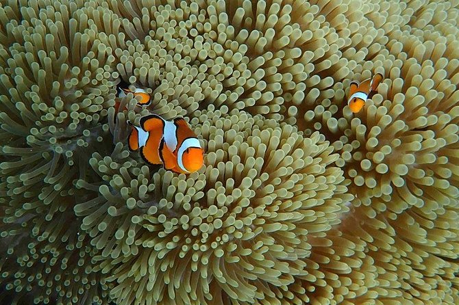 Similan Islands Snorkeling Day Trip By Love Andaman From Khao Lak - Guides and the “ecotourism mindset” in plain terms