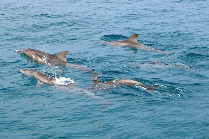 Similan Islands Snorkeling Tour By Speed Catamaran From Khao Lak - Stop 3: Koh 9 (Bangu Island) for another snorkel shot
