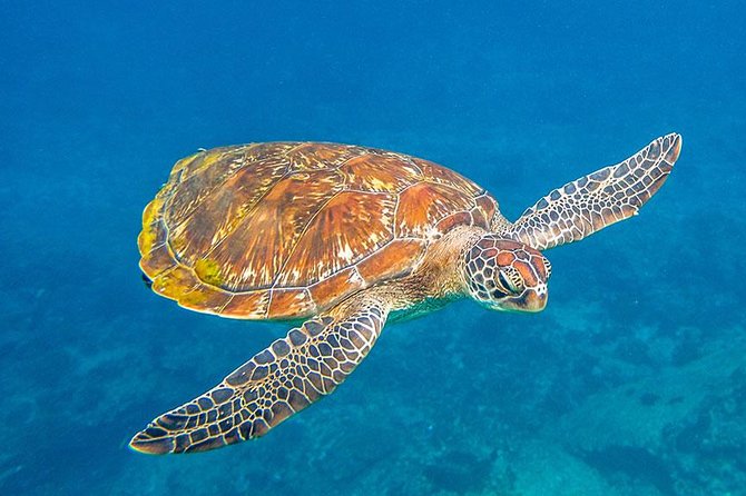 Similan Islands Snorkeling Tour By Speed Catamaran From Khao Lak - Stop 4: Koh Jed (Ko PA Yu) and the value of changing scenery