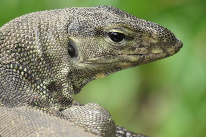 Small-Group Full-Day Khao Sok Nature Tour From Khao Lak - River Lunch and Bamboo Coffee Break: More Than a Pause