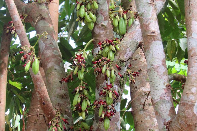Small-Group Full-Day Khao Sok Nature Tour From Khao Lak - Who This Tour Fits Best (And Who Should Think Twice)