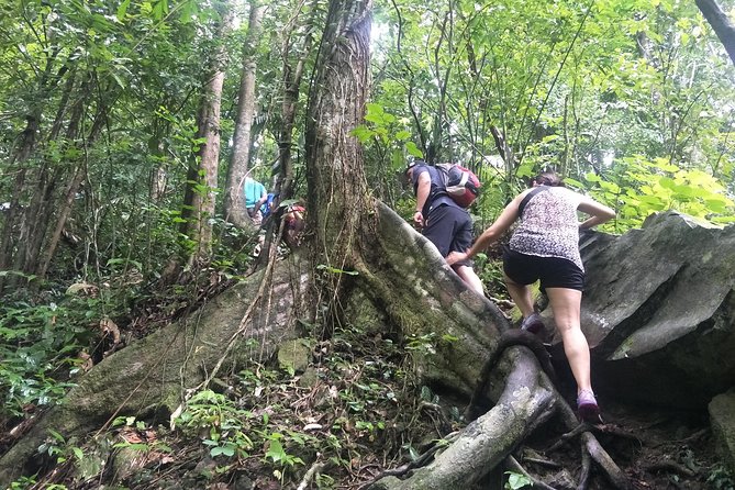 Small-Group Jungle Hiking Excursion in Khao Phra Teaw Park - What you’ll see: bamboo, lianas, palms, and rainforest “micro-life”