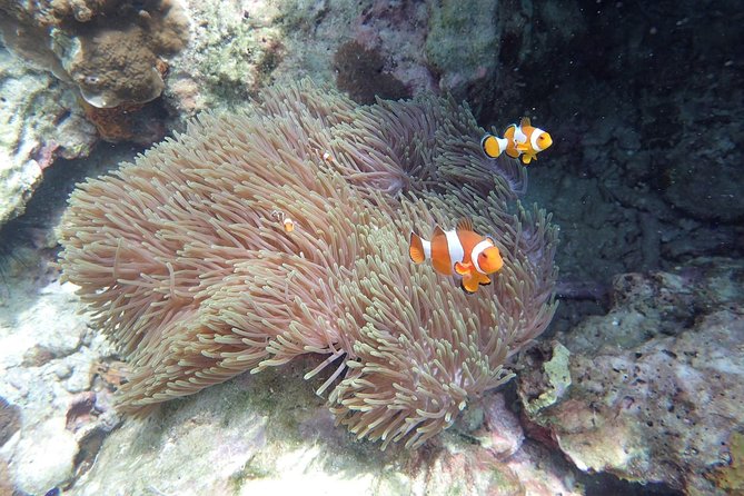 Snorkel Adventure Sea Tour to Koh Rok and Koh Haa from Koh Lanta - Koh Lanta to Koh Rok and Koh Haa, the real point of this day trip