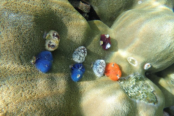 Snorkel Adventure Sea Tour to Koh Rok and Koh Haa from Koh Lanta - Koh Rok National Park, beach time plus multiple reef chances