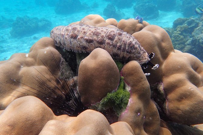 Snorkel Adventure Sea Tour to Koh Rok and Koh Haa from Koh Lanta - Price and value, what $55.41 gets you and what costs extra