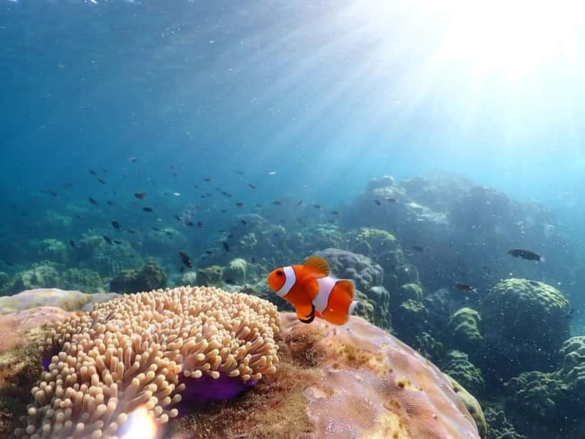 Snorkel & Chill: Nemo Island Trip from Pattaya - Price and value: what $41 buys you for a 5-hour day