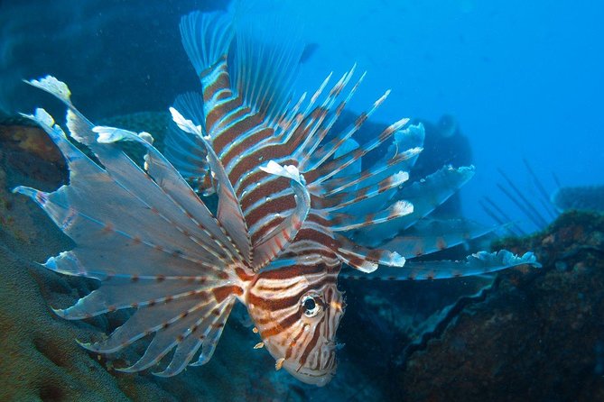 Snorkeling Adventure at Koh Chang – Departing from Koh Chang - Why this Koh Chang snorkeling day feels easy