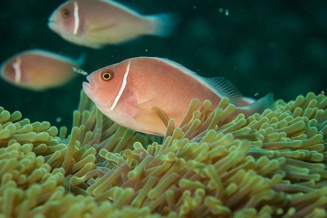 Snorkeling Adventure at Koh Chang – Departing from Koh Chang - Lunch, snacks, and drinks: the unglamorous part that matters