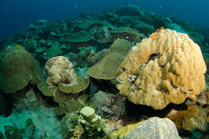 Snorkeling Adventure at Koh Chang – Departing from Koh Chang - Price and what you really get for $32.60