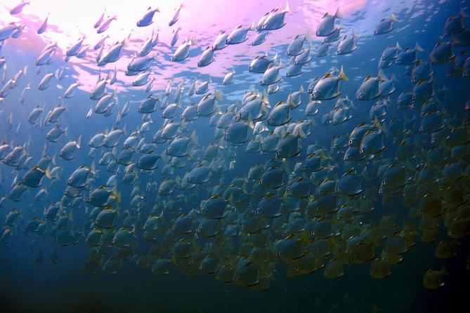 Snorkeling ( start at Ko Kut) - Key Things That Matter Most Here
