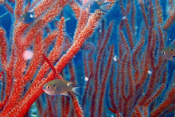Snorkeling ( start at Ko Kut) - Koh Kood Snorkeling Day: Why This One Makes Sense