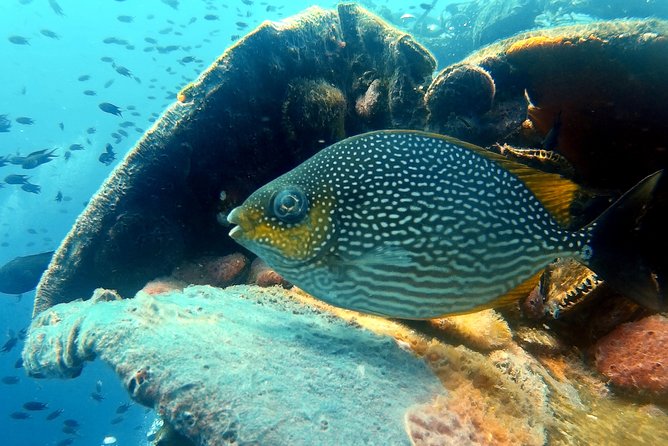 Snorkeling ( start at Ko Kut) - National Park Fee for Koh Rang: Possible Extra Cost