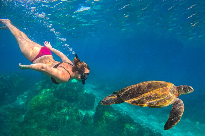 Snorkelling Trip 5 Island Tour Around Koh Tao and Koh Nang yuan - Shark Bay: where blacktip reef sharks and turtles can show up