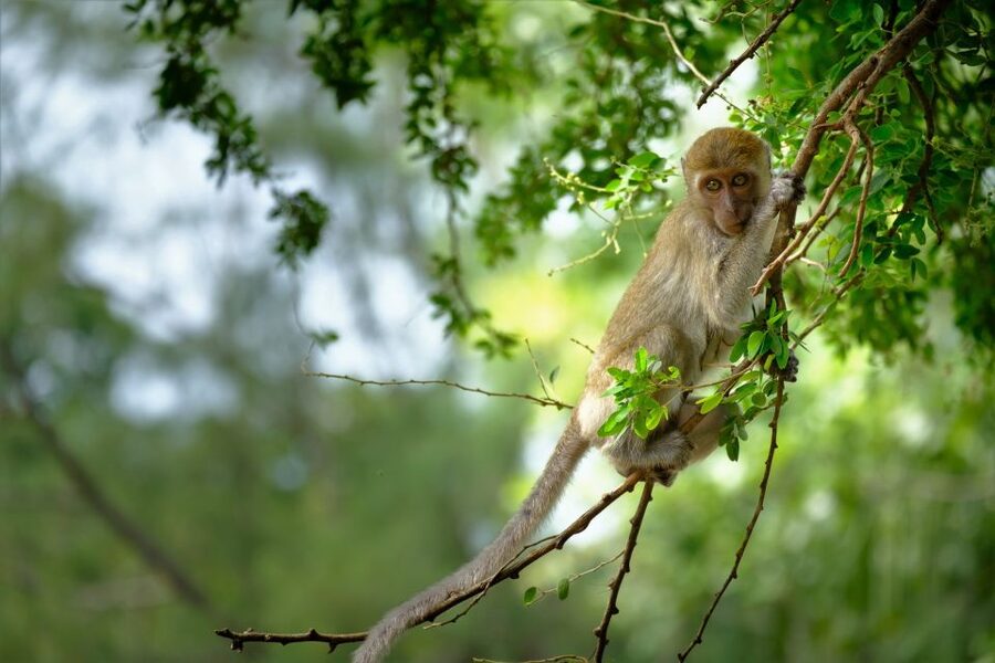 Sok River: Bamboo Raft Ride, Monkey Temple & View Point Tour - The coffee, tea, and bamboo-cup souvenir that you’ll remember