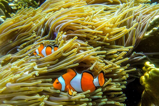 Surin Islands- Early Bird Snorkeltour from Khao Lak in English, French, German, Italian - Early bird Surin snorkeling: the calm way to do it