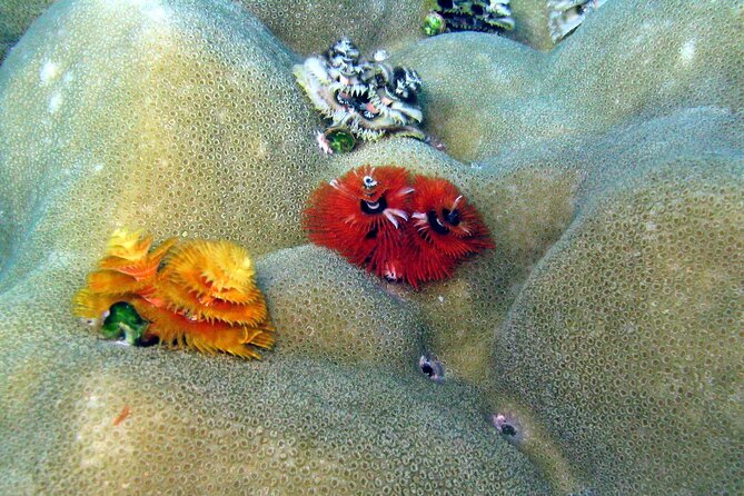 Surin Islands- Early Bird Snorkeltour from Khao Lak in English, French, German, Italian - Chong Khat Bay: Thai buffet lunch plus beach time