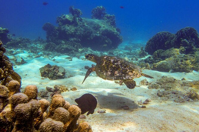 Surin Islands- Early Bird Snorkeltour from Khao Lak in English, French, German, Italian - Practical planning tips for your own Surin day