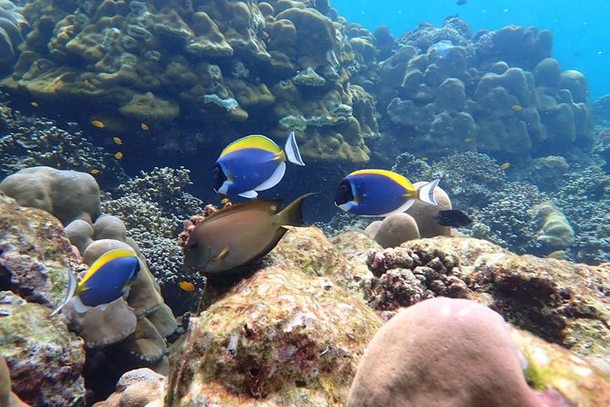 Surin Islands- Early Bird Snorkeltour from Khao Lak in English, French, German, Italian - Morgan sea gypsy village stop: culture with a purpose