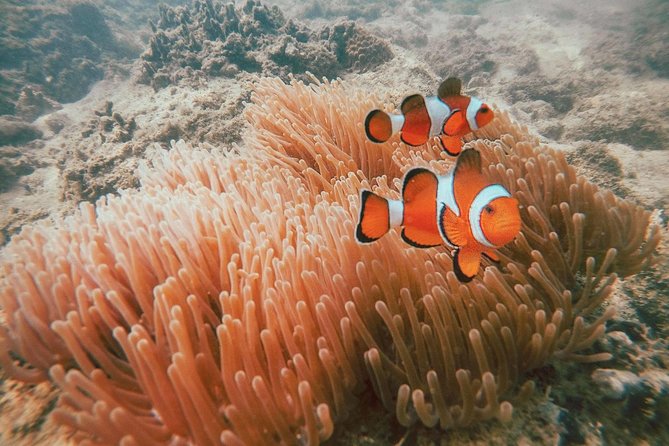 Surin Islands Snorkel Tour by SeaStar Andaman from Phuket - Group Size: Up to 45 People and a Busy Pier Reality