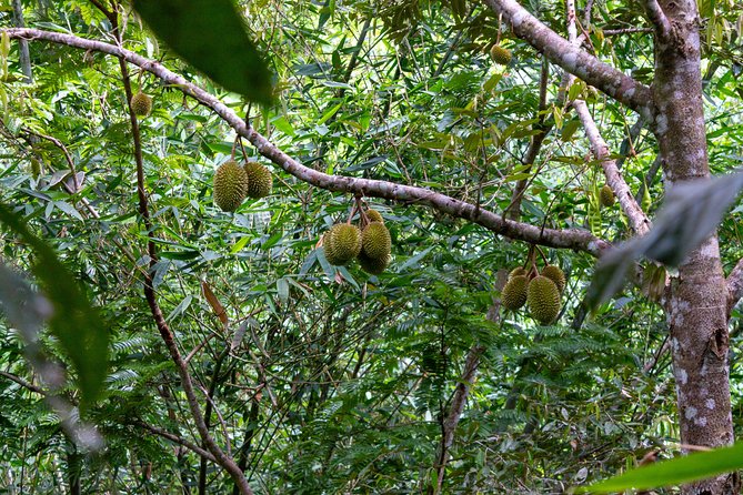 The Phuket Rites of Passage Eco Adventure - Entering the Thai jungle rite of passage in Phuket