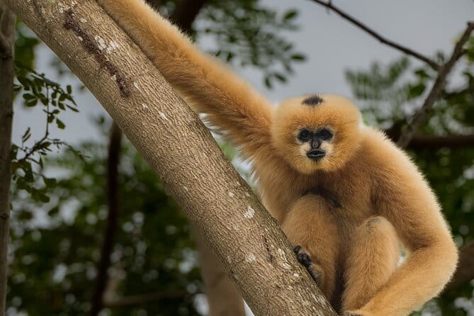 Tour of the Wildlife Rescue Center - Stop 1: Wildlife Friends Foundation Thailand (WFFT) in 3 hours