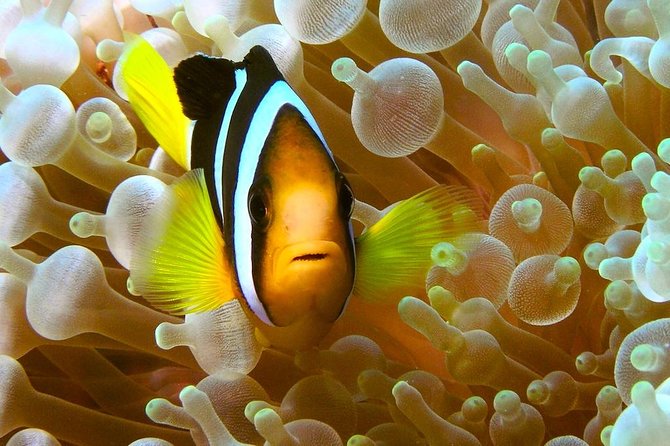 Try Scuba Diving - What You Might See Near Koh Nang Yuan
