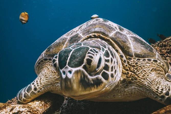 Try Scuba Diving - One Underwater Session Included, With a Second Option