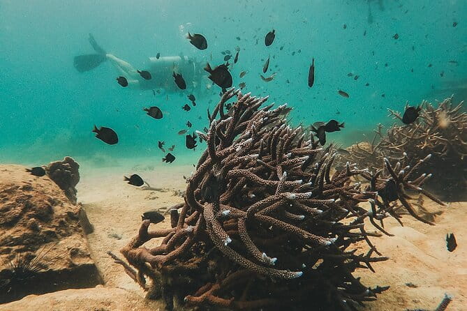 Two Fun Dives for Certified Divers in Koh Kood or Koh Rang - Koh Kood vs Koh Rang Marine Park, how the schedule really works
